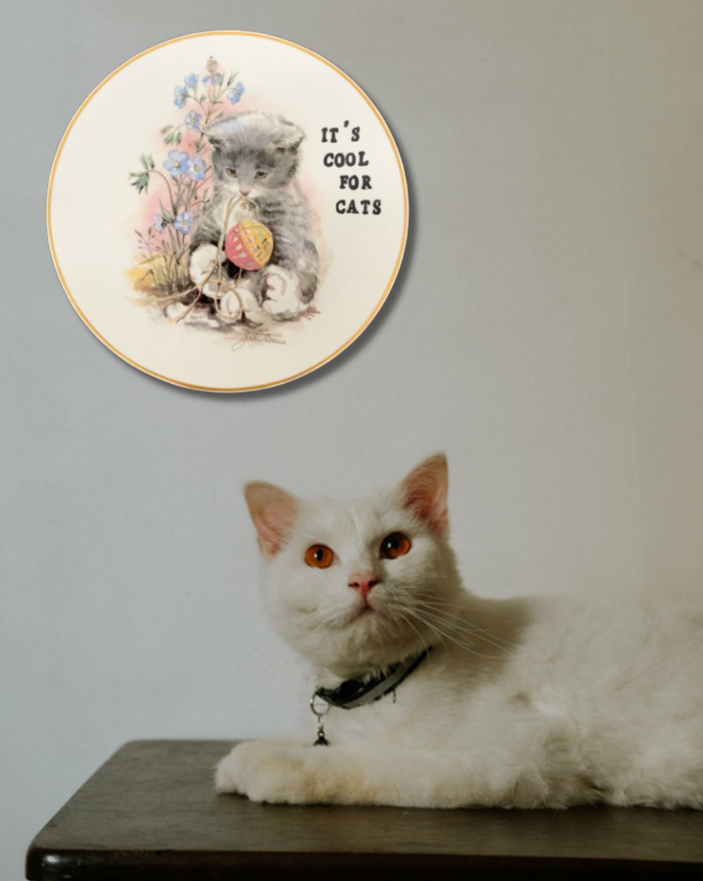 Cool for cats by Squeeze